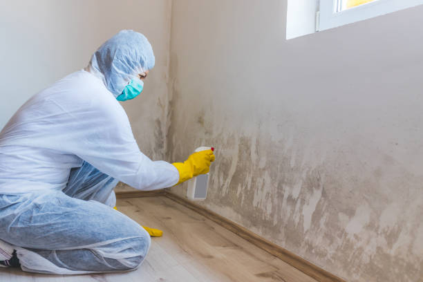 Licensed Black Mold Removal service in Sanford, FL - WQB Mold Removal