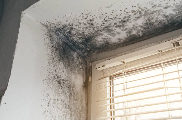 Affordable Black Mold Removal solutions in Sanford, FL